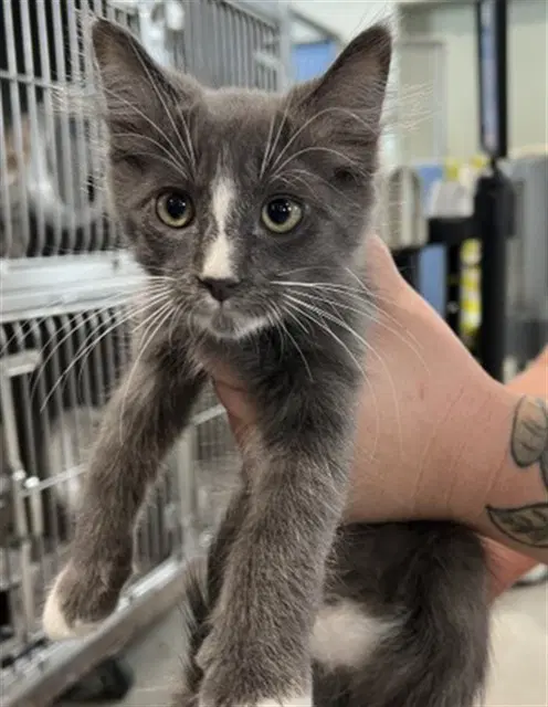 Unknown - Domestic Long Hair