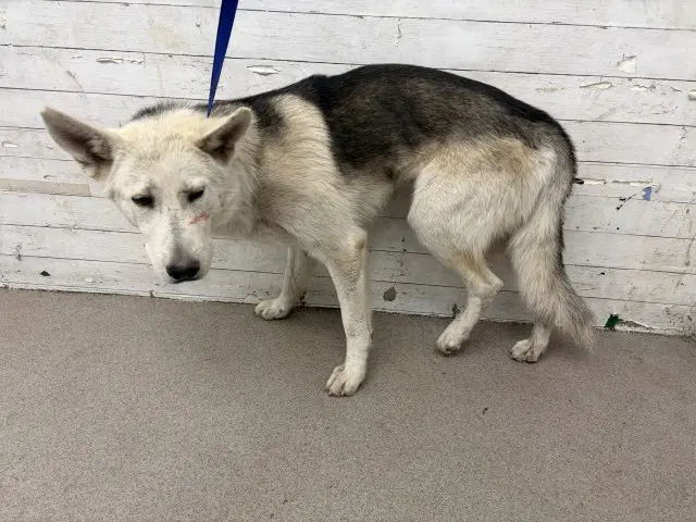 Chaol - Siberian Husky