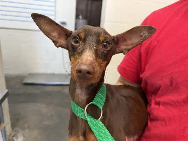 Dobby - Miniature Pinscher