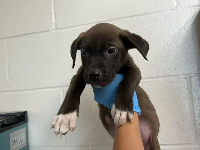 Bingo - Pit Bull Terrier