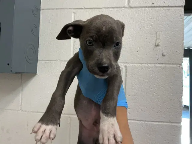 Bongo - Pit Bull Terrier