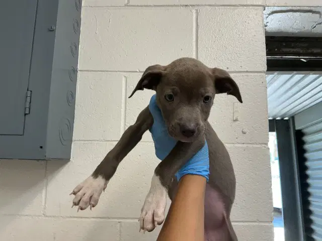Bluey - Pit Bull Terrier