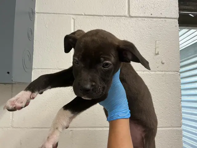 Bronny - Pit Bull Terrier