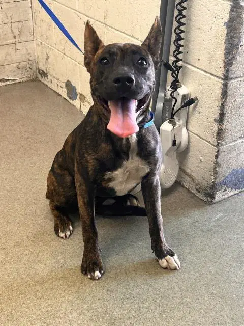 Mandy - Pit Bull Terrier