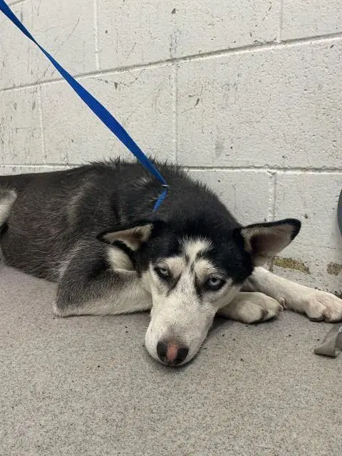 Layla - Siberian Husky