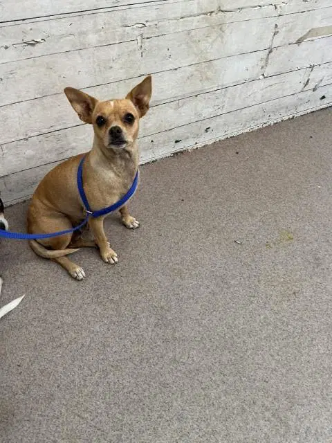 Annie - Chihuahua