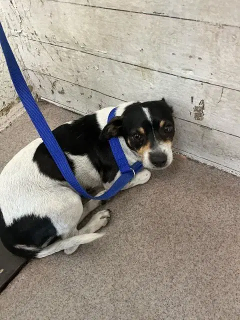Lou Lou - Chihuahua