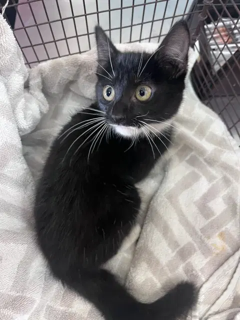 Butler - Domestic Short Hair