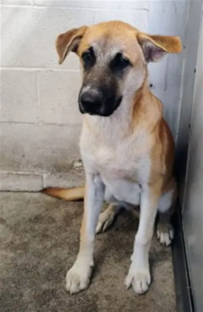 Lucas - German Shepherd Dog