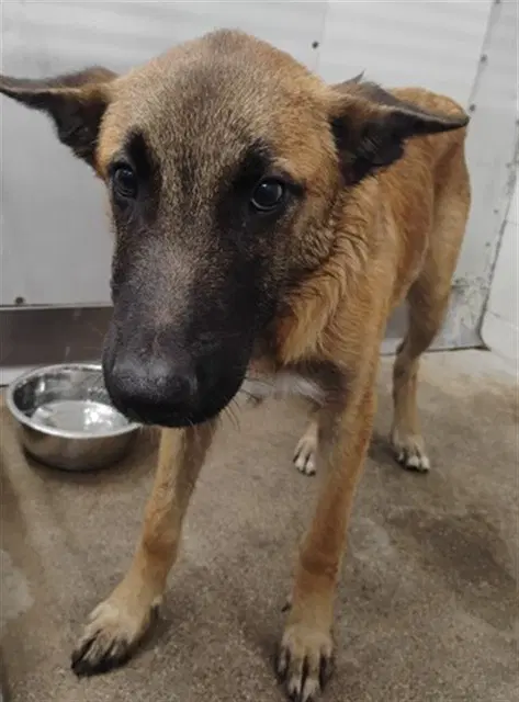 Oskar - Belgian Shepherd Malinois