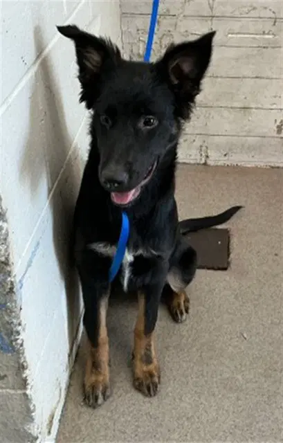 Miley - German Shepherd Dog