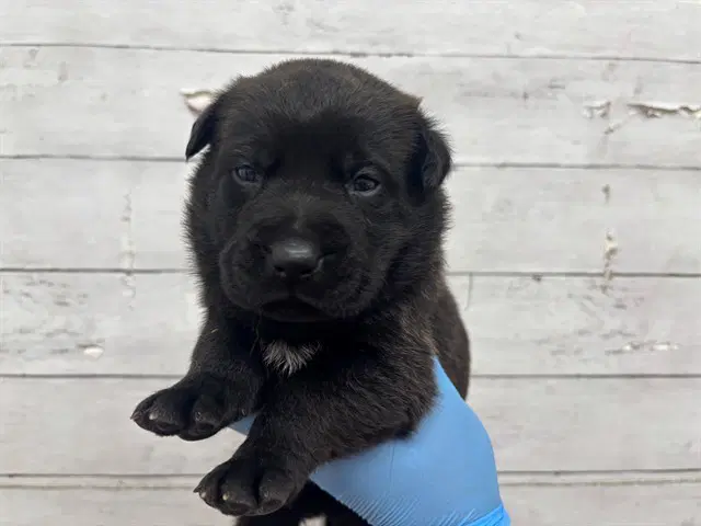 Unknown - Australian Cattle Dog/Blue Heeler