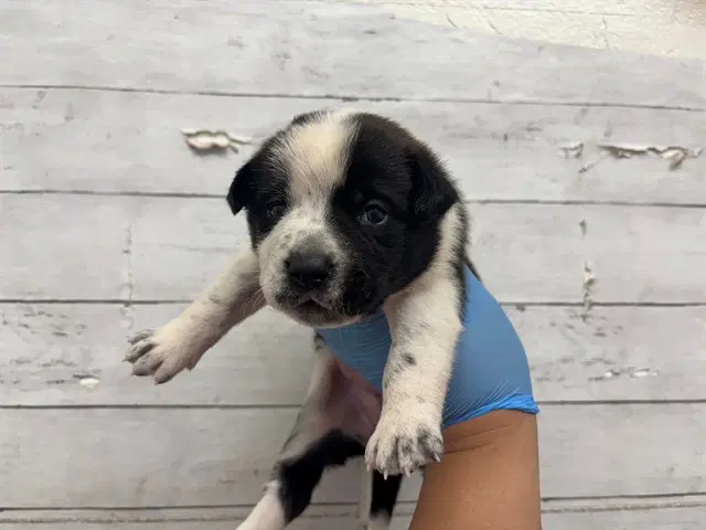 Unknown - Australian Cattle Dog/Blue Heeler