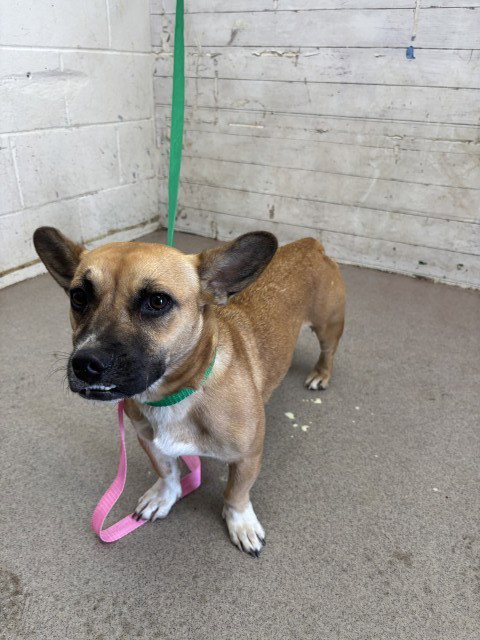 TIANA, a dog for adoption from San Bernardino City Animal Control