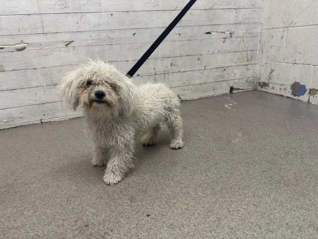 Darlene - Poodle (Miniature)