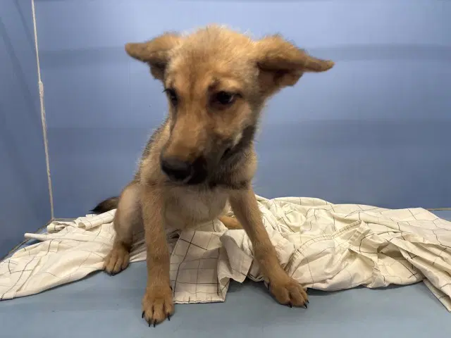 Genie - German Shepherd Dog