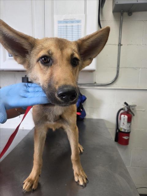 Genie, German Shepherd Dog / Mixed (medium coat)
