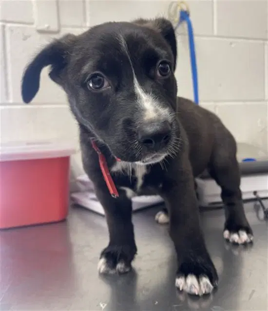 Sally - Pit Bull Terrier