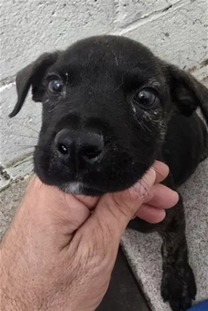 Anastacia - Chihuahua