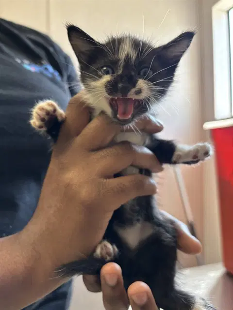 Minks - Domestic Short Hair