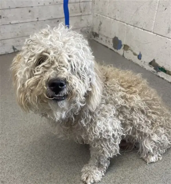 Wall-E - Poodle (Miniature)
