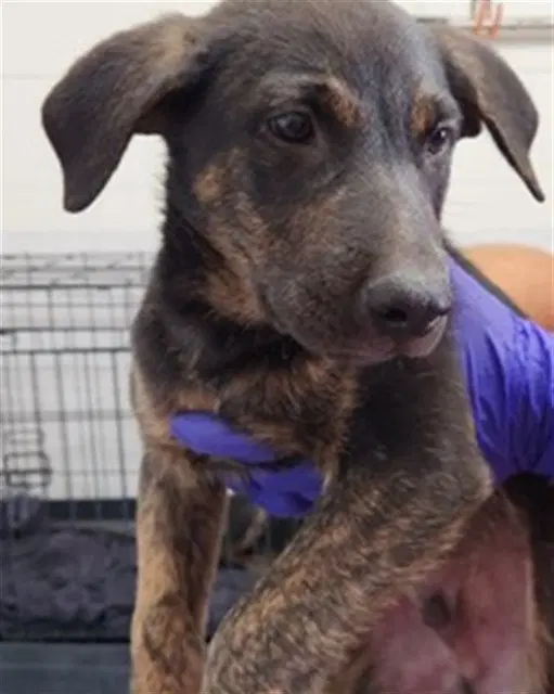 Prince Eric - Belgian Shepherd Malinois