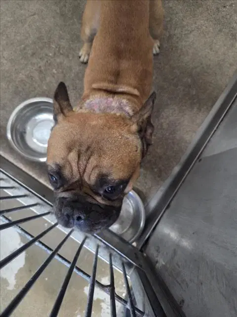 Sulley - French Bulldog