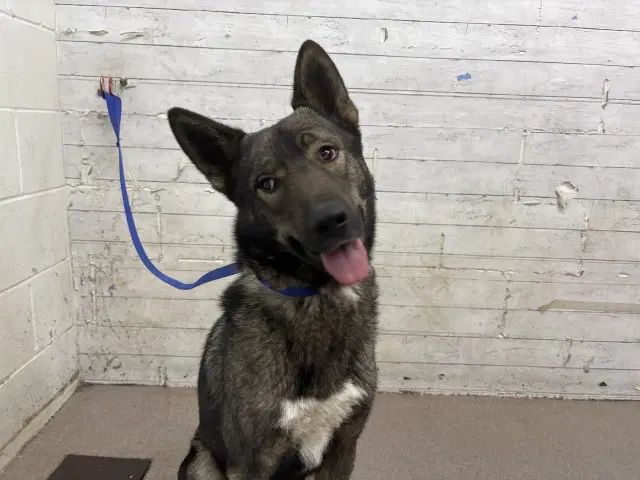 Angela - German Shepherd Dog