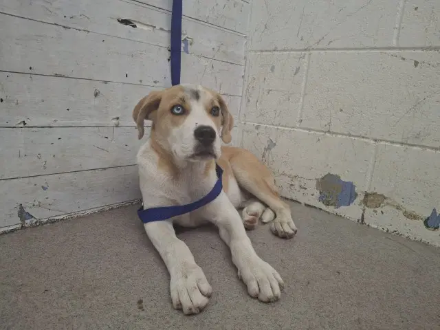 Sylar - Beagle