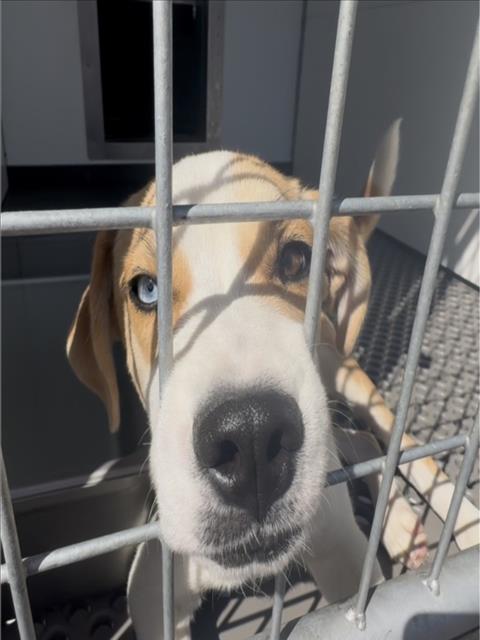 SYLAR, a dog for adoption from San Bernardino City Animal Control