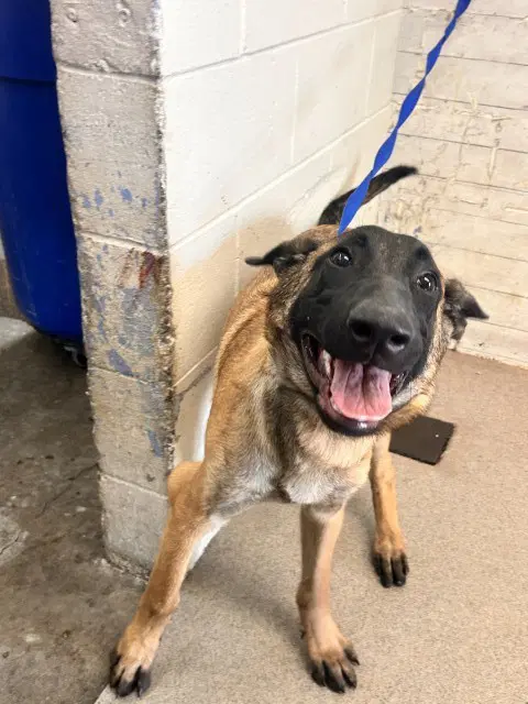 Dl - Belgian Shepherd Malinois