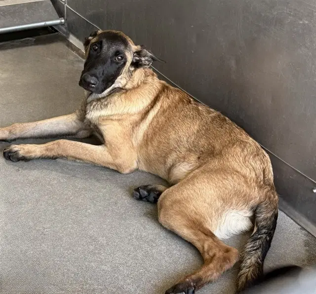 Dl - Belgian Shepherd Malinois