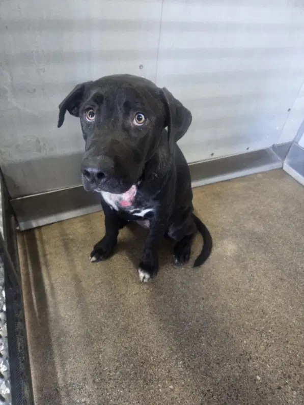 Daphne - Labrador Retriever