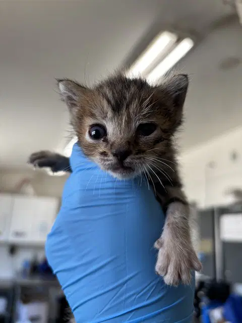 Unknown - Domestic Short Hair
