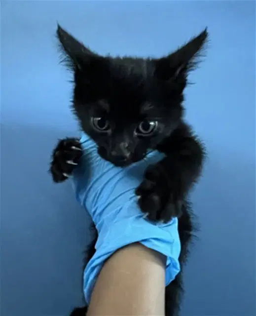 Sibal - Domestic Short Hair