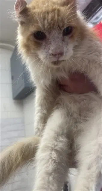 Richard - Domestic Short Hair