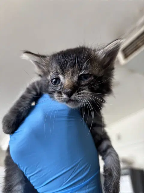 Ella - Domestic Short Hair