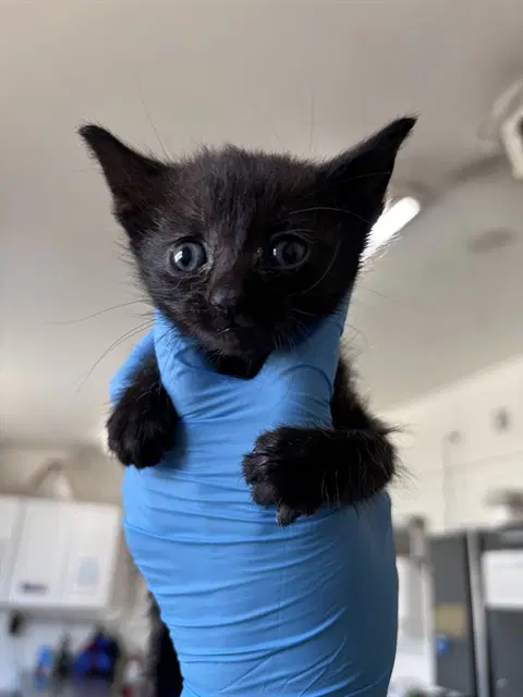 Clair - Domestic Short Hair
