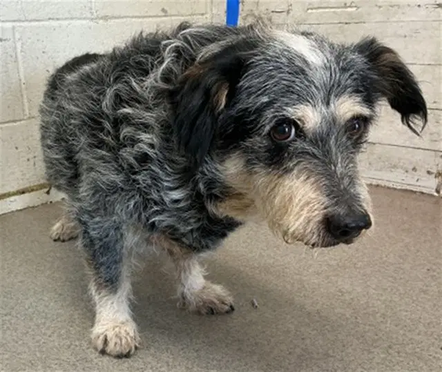 Barry - Australian Cattle Dog/Blue Heeler