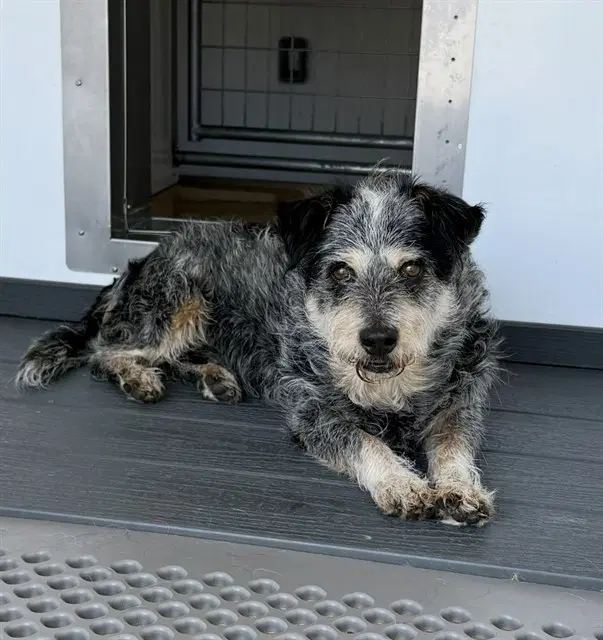 Barry - Australian Cattle Dog/Blue Heeler