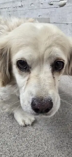 Major - Cocker Spaniel