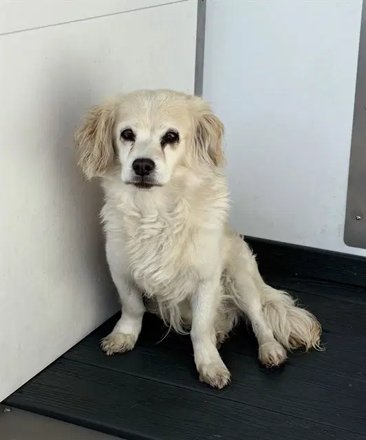 Major - Cocker Spaniel