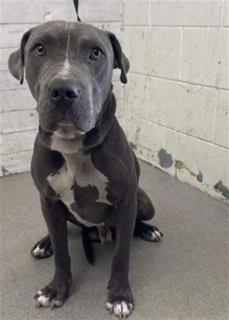 Neil - Pit Bull Terrier