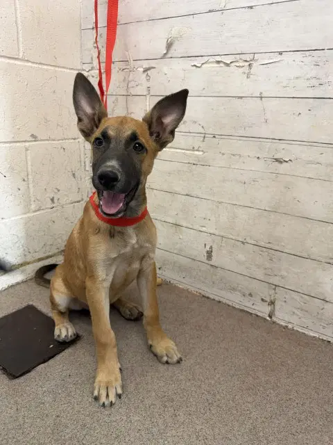 Cliff - German Shepherd Dog