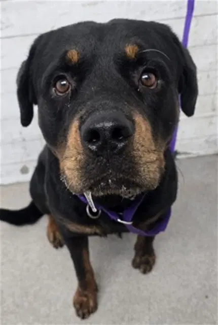 Bumper - Rottweiler