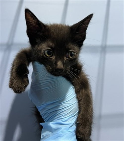 picture of the cat needing adoption