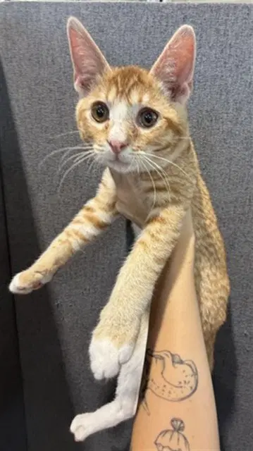 Roo - Domestic Short Hair