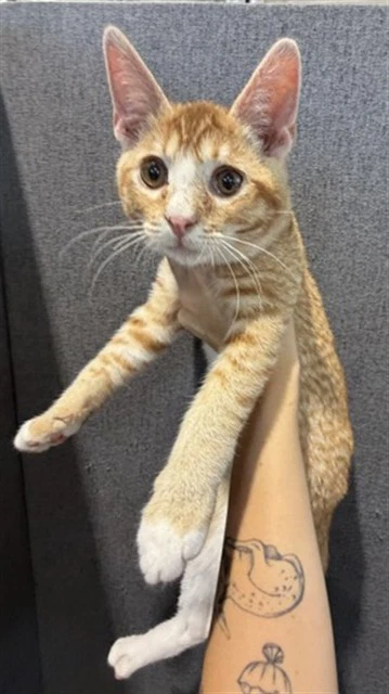 Roo