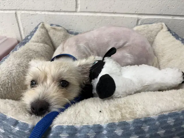 Cookie - Terrier