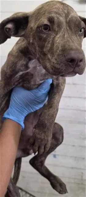 Ciabatta - Pit Bull Terrier